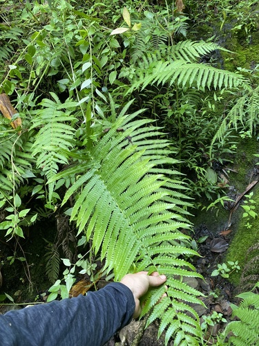 Reholttumia hudsoniana observed 2024-10-16