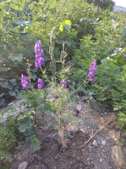 Consolida orientalis