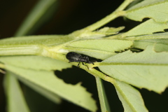 Stenopterapion meliloti