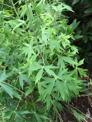 Delphinium exaltatum