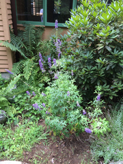 Delphinium exaltatum