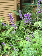 Delphinium exaltatum