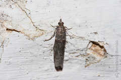 Acrobasis obliqua