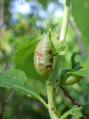 Dasineura salicifoliae