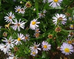 Symphyotrichum