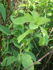 Dasineura salicifoliae