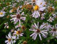 Symphyotrichum
