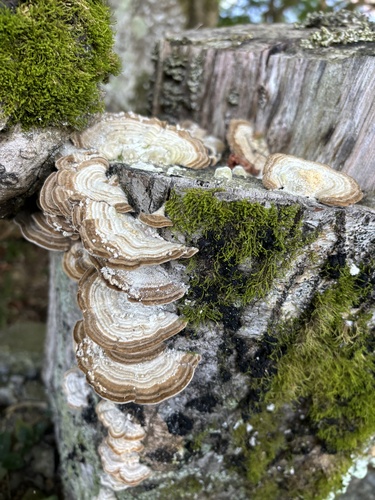 Trametes betulina