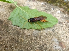 Urocerus gigas