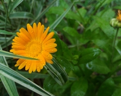 Calendula