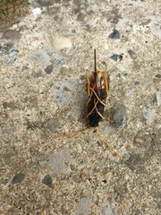 Urocerus gigas
