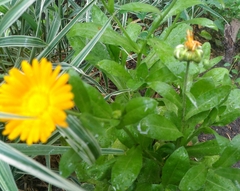 Calendula