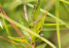 Pseudopyrausta santatalis
