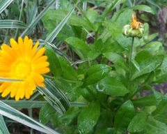 Calendula