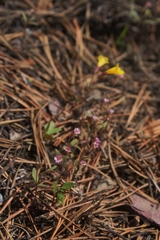 Erythranthe washingtonensis