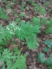 Galium intermedium