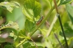 Oncometopia nigricans