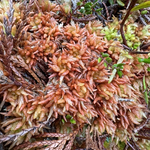 Sphagnum alaskense