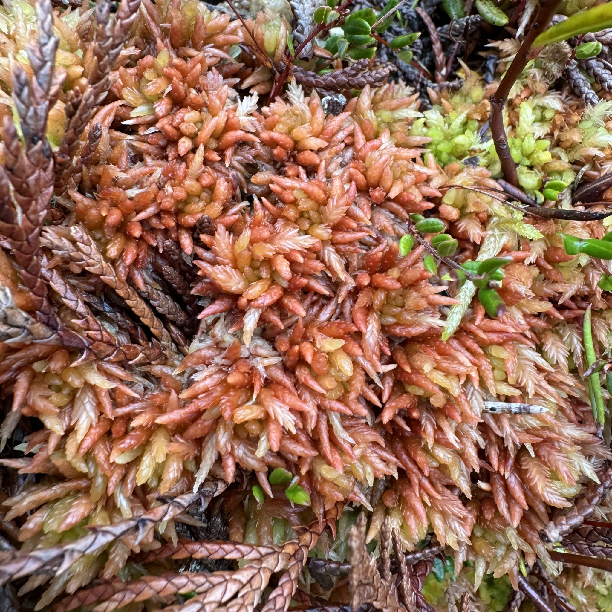 Sphagnum alaskense