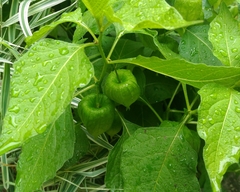 Alkekengi officinarum