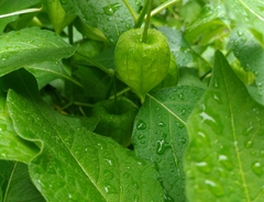 Alkekengi officinarum