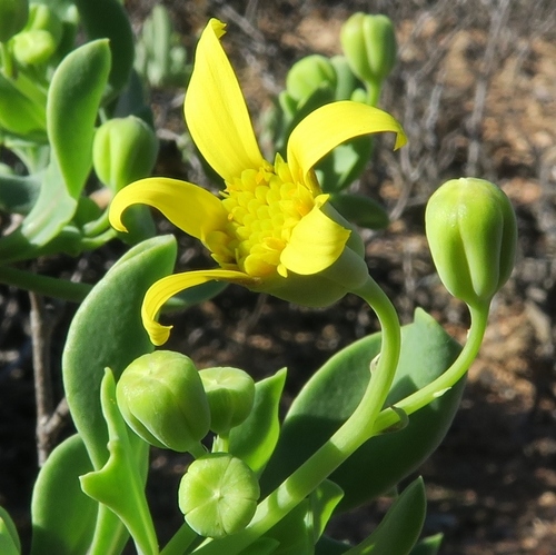 Othonna quercifolia