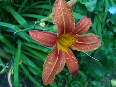 Hemerocallis