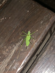 Leptophyes laticauda