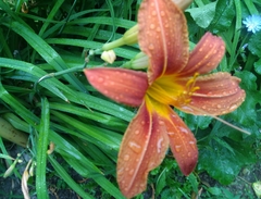 Hemerocallis