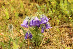 Campanula alpina