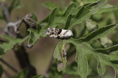 Ponometia candefacta