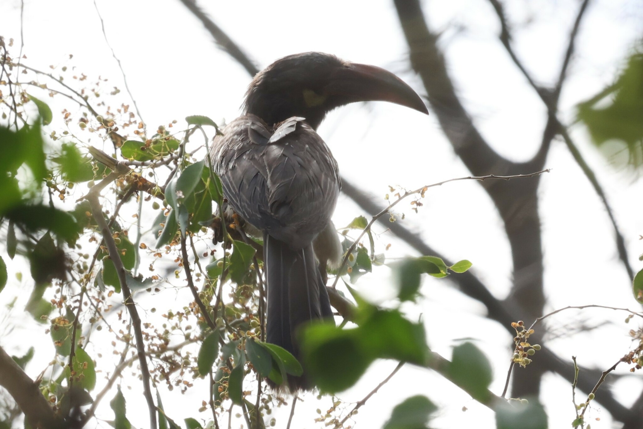 Hemprich's Hornbill (Lophoceros hemprichii), photo 6