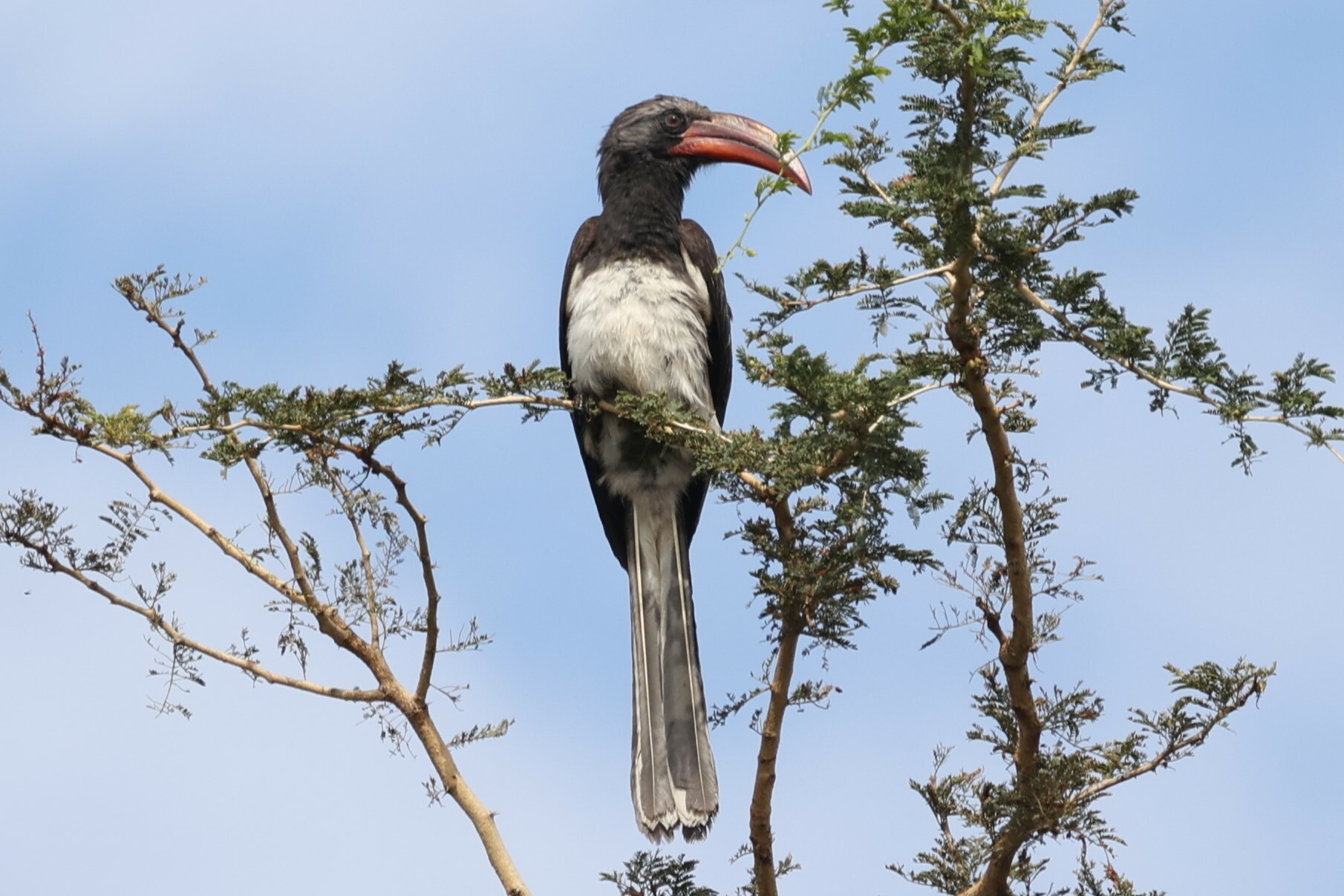 Hemprich's Hornbill (Lophoceros hemprichii), photo 10