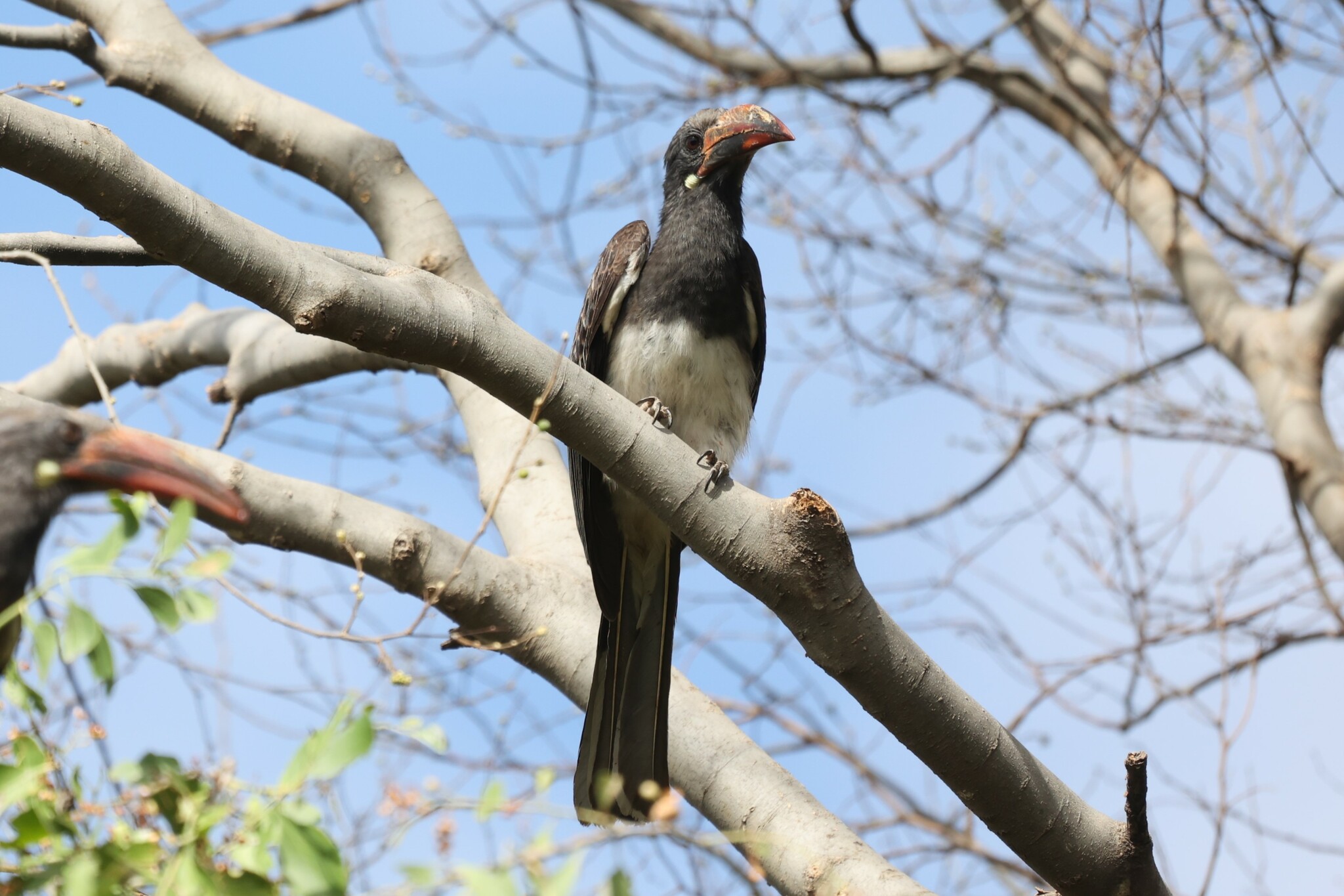 Hemprich's Hornbill (Lophoceros hemprichii), photo 7