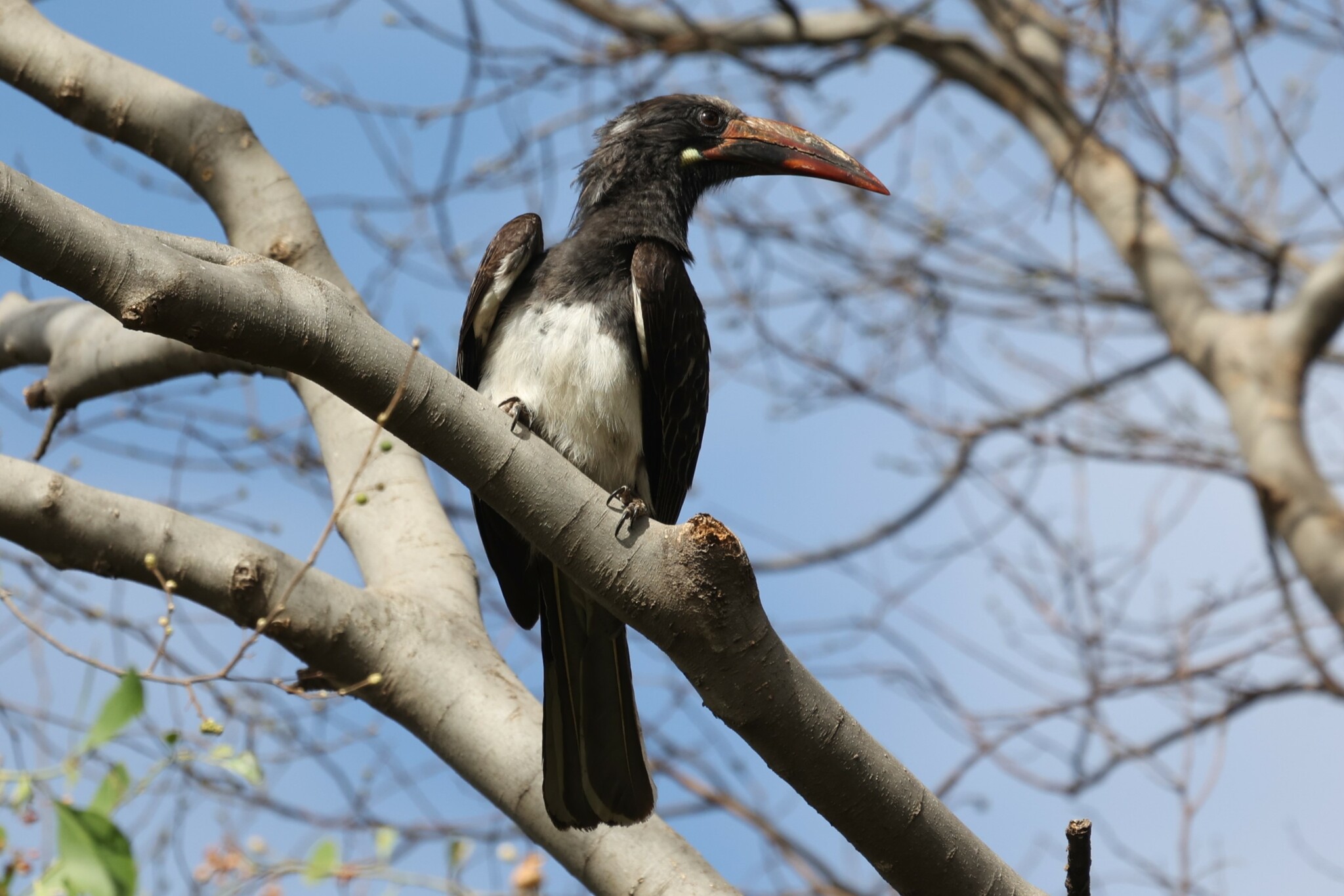 Hemprich's Hornbill (Lophoceros hemprichii), photo 9