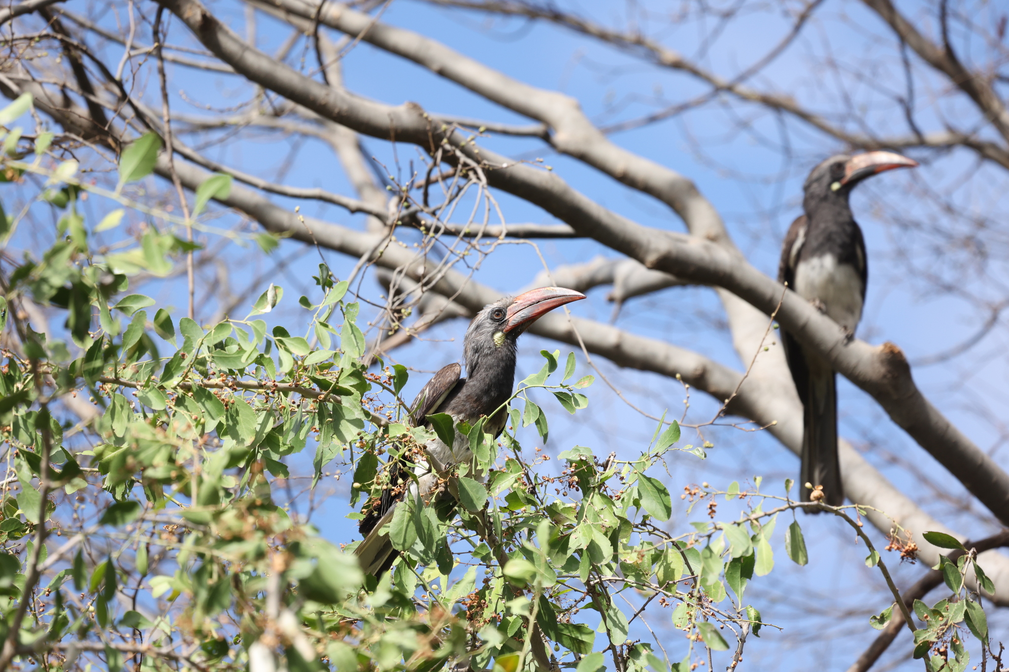 Hemprich's Hornbill (Lophoceros hemprichii), photo 8