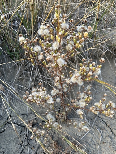 Image of Symphyotrichum ciliatum by no rights reserved
