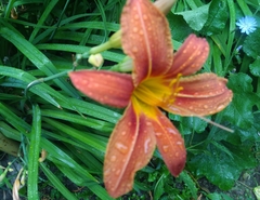 Hemerocallis