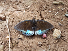 Lexias dirtea merguia