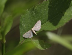 Leptostales laevitaria