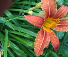 Hemerocallis