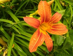 Hemerocallis