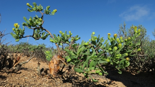 Othonna quercifolia
