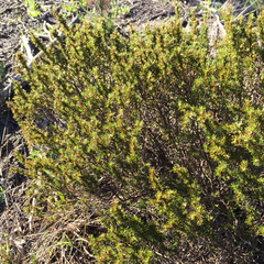 Cliffortia filifolia