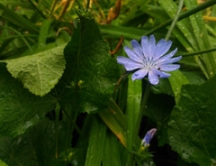Cichorium intybus