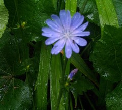 Cichorium intybus