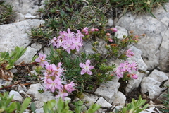 Rhodothamnus chamaecistus