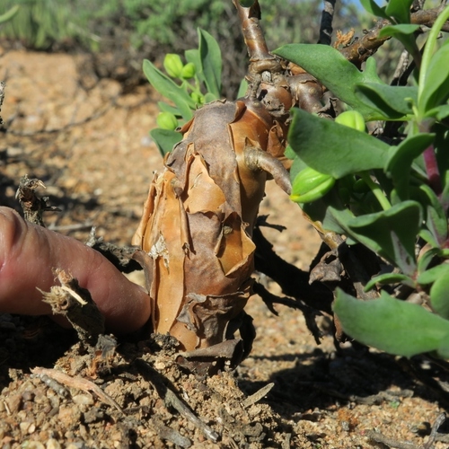 Othonna quercifolia