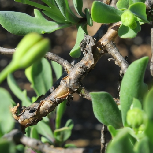 Othonna quercifolia
