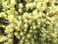 Racomitrium ericoides